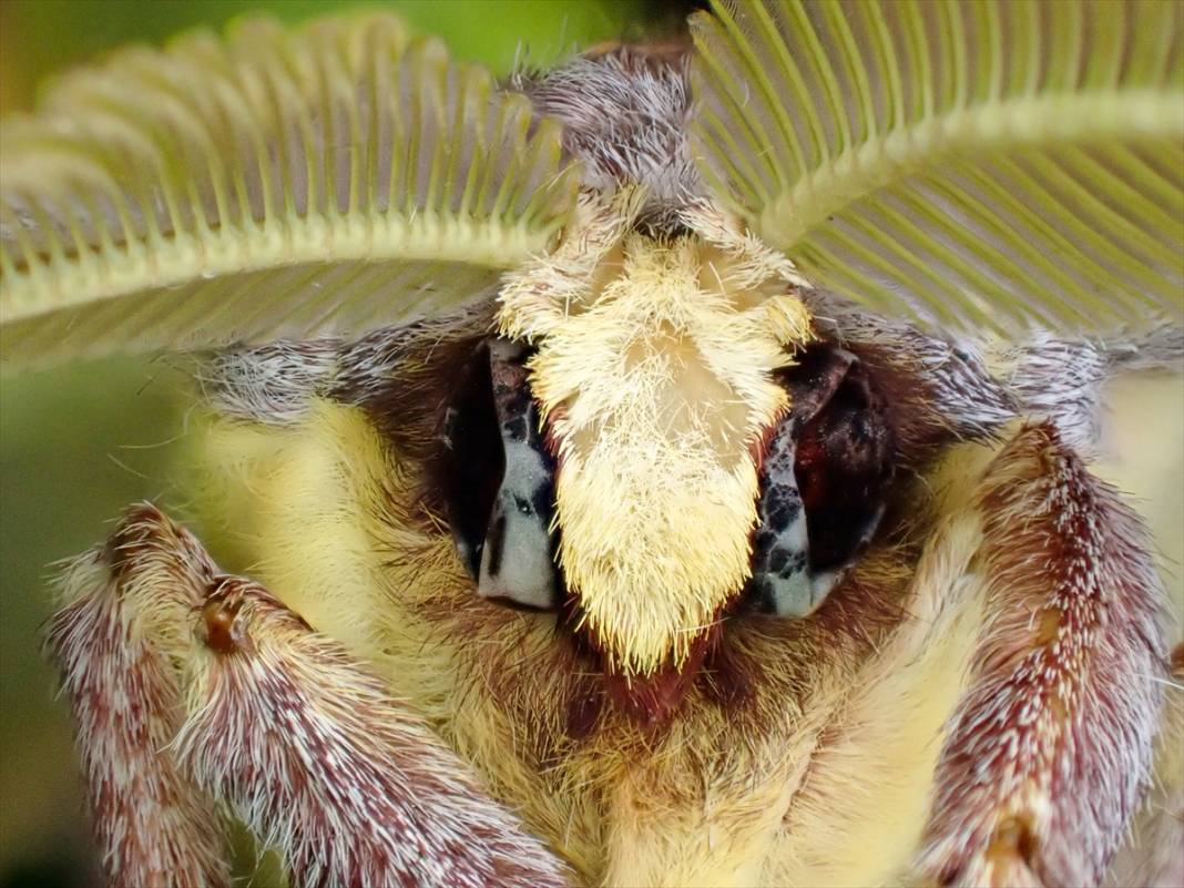 Konya’nın ünlü bahçesindeki detaylar tüyler ürpertti: İyi ki küçükler 3